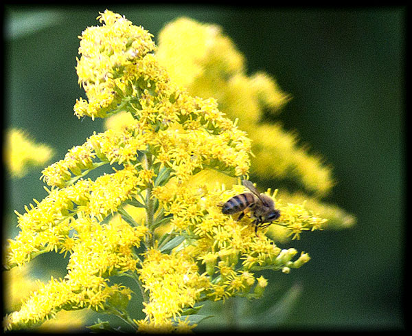 Bee and Goldenrod